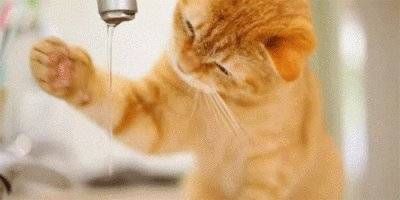 猫咪为啥抗拒洗澡?不是因为讨厌水,而是主人没有掌握正确姿势