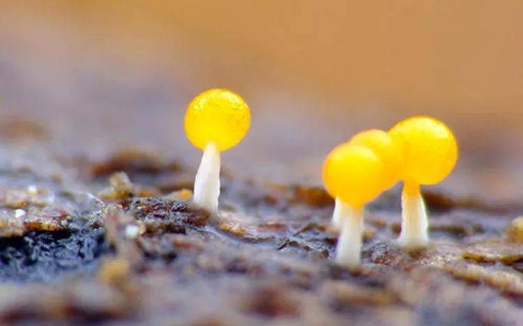 微距摄影,这些知识点一定要知道