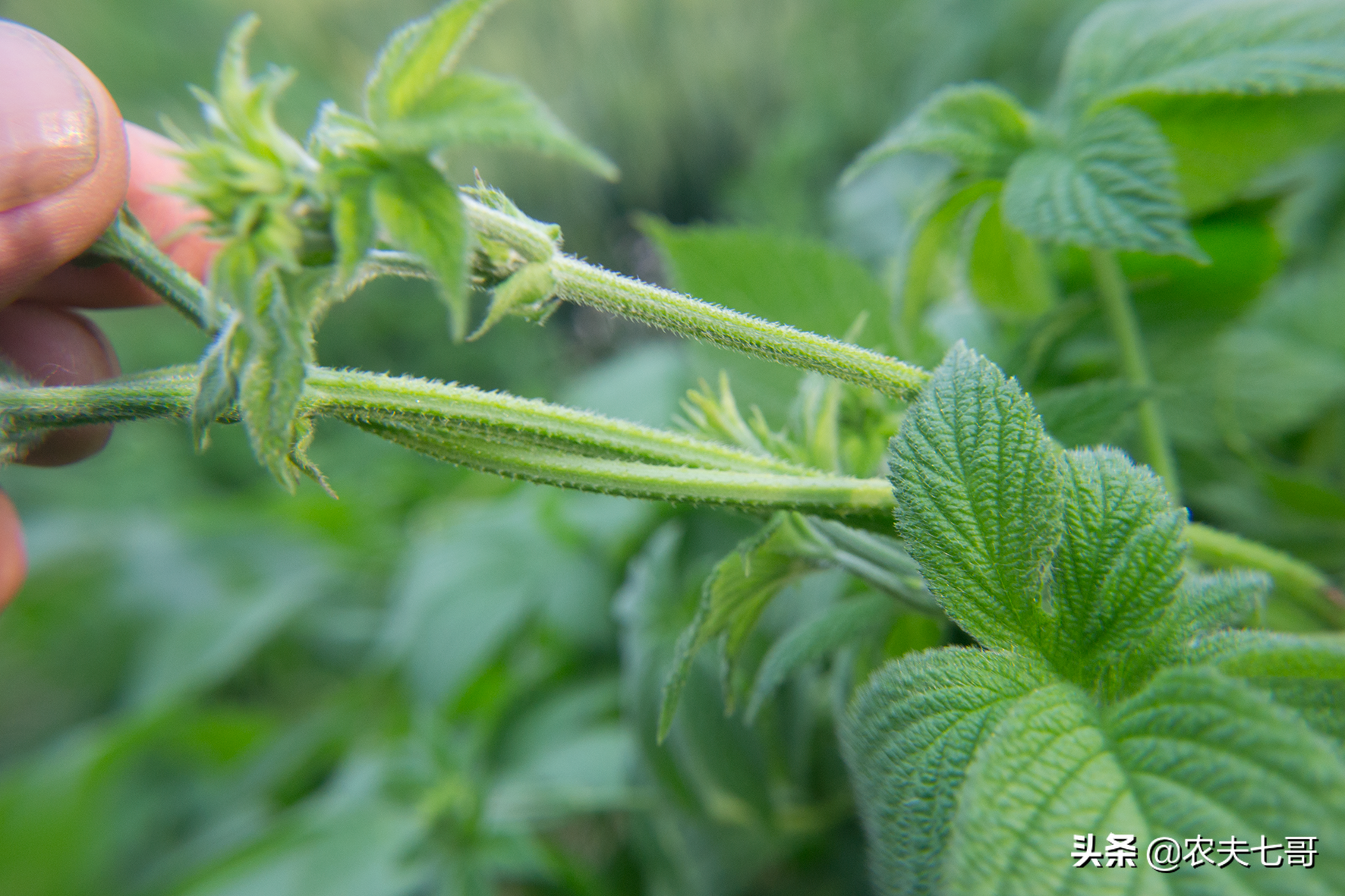 蚊子、牛虻、蜱虫,农村的3种吸血害虫,各有绝招,一个比一个狠