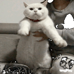 ACANA爱肯拿猫粮怎么样?爱肯拿猫粮全面测评