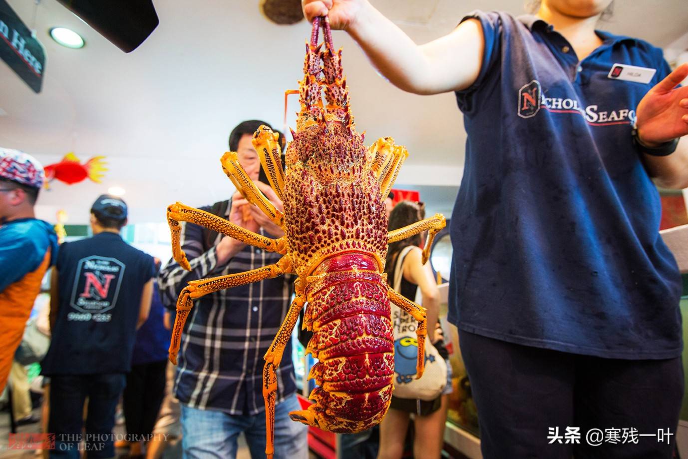 6千一只皇帝蟹,8千一只大龙虾,澳洲高档海鲜中国人眼都不眨拿下