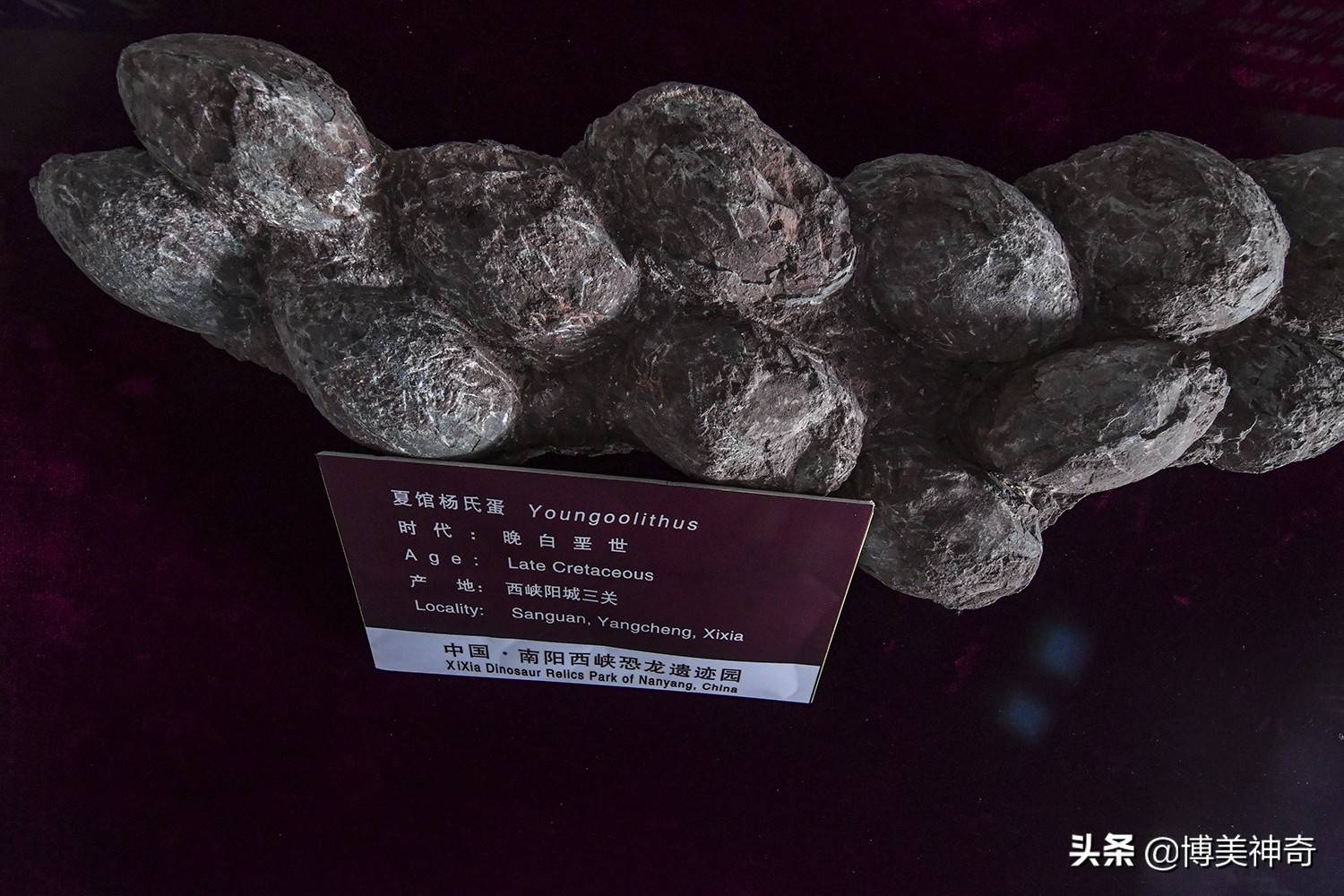 探秘中国的侏罗纪公园,亿万年前恐龙宝宝的出生地,竟隐藏在这