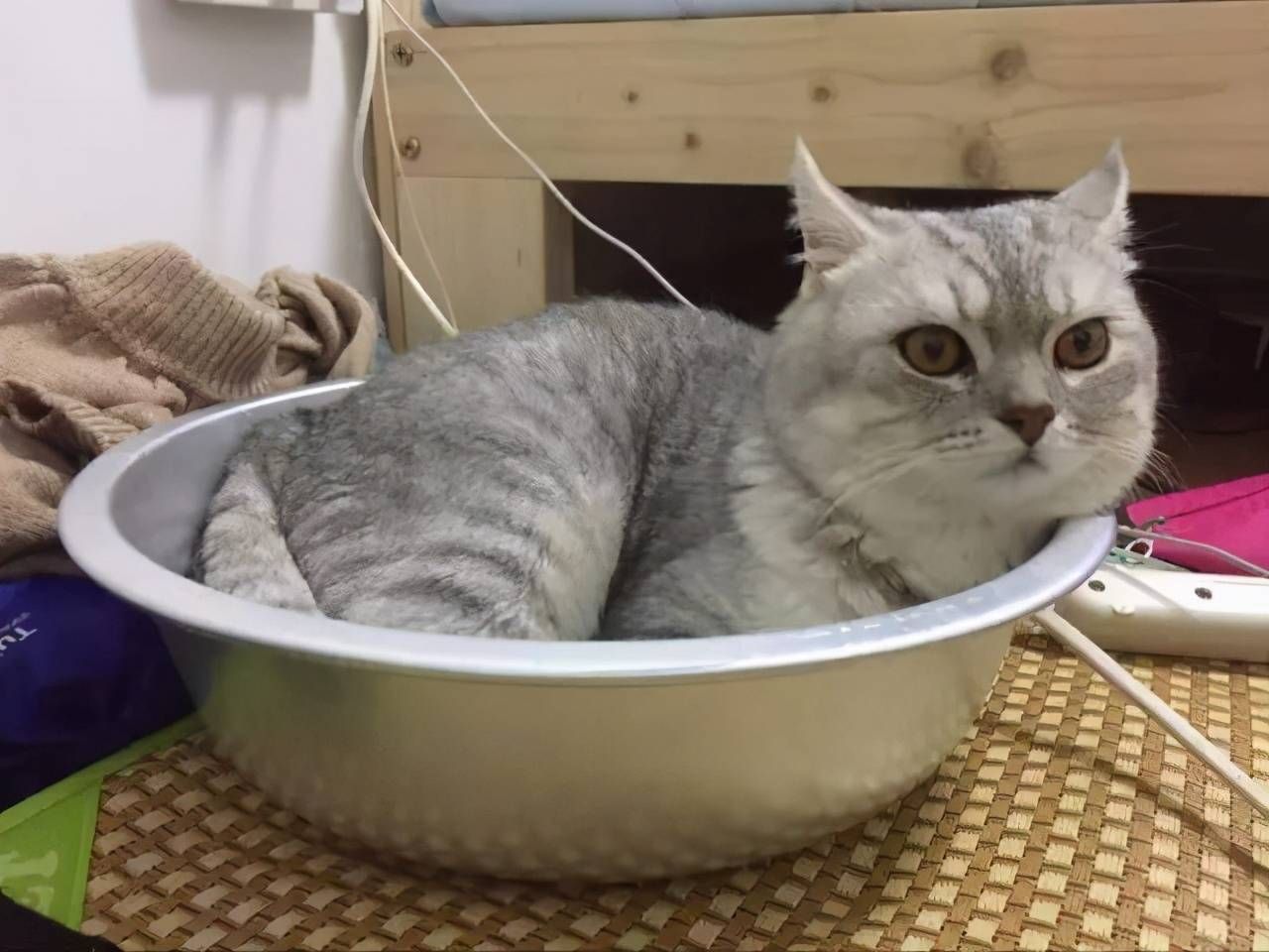猫咪最喜欢家里的这6个地方,你家猫喜欢待在哪里呢?