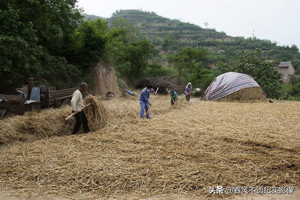 麦子熟了,9张照片让你知道当年碾麦场上的情景,重温农耕记忆