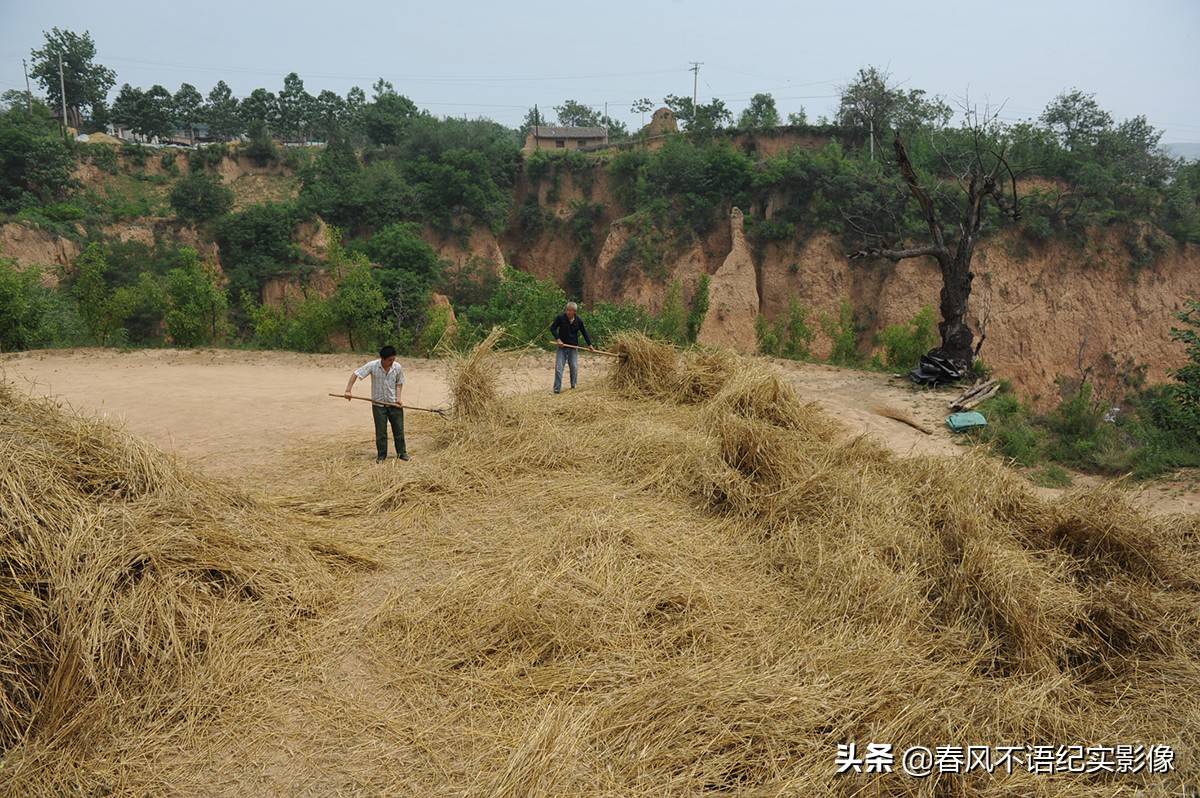 麦子熟了,9张照片让你知道当年碾麦场上的情景,重温农耕记忆