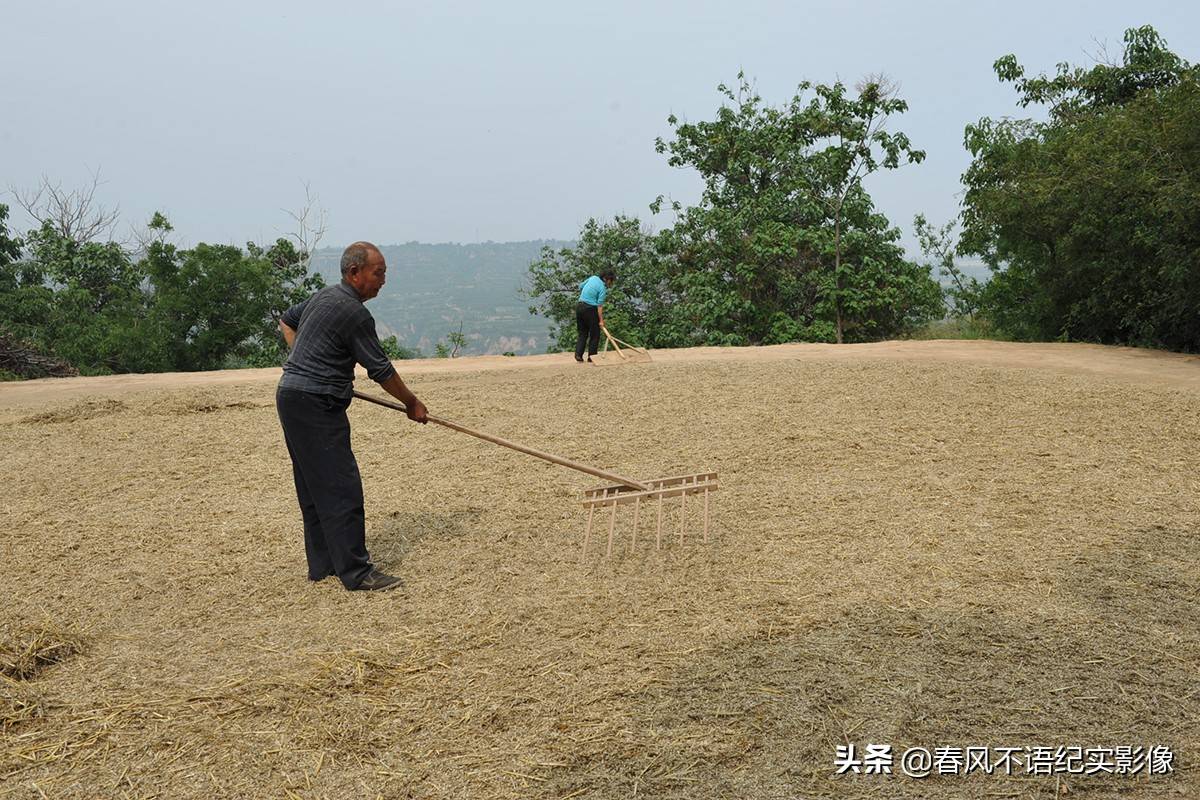 麦子熟了,9张照片让你知道当年碾麦场上的情景,重温农耕记忆