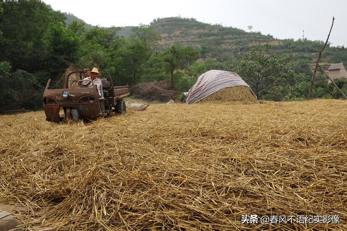 麦子熟了,9张照片让你知道当年碾麦场上的情景,重温农耕记忆