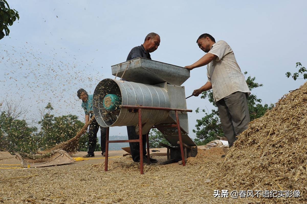 麦子熟了,9张照片让你知道当年碾麦场上的情景,重温农耕记忆