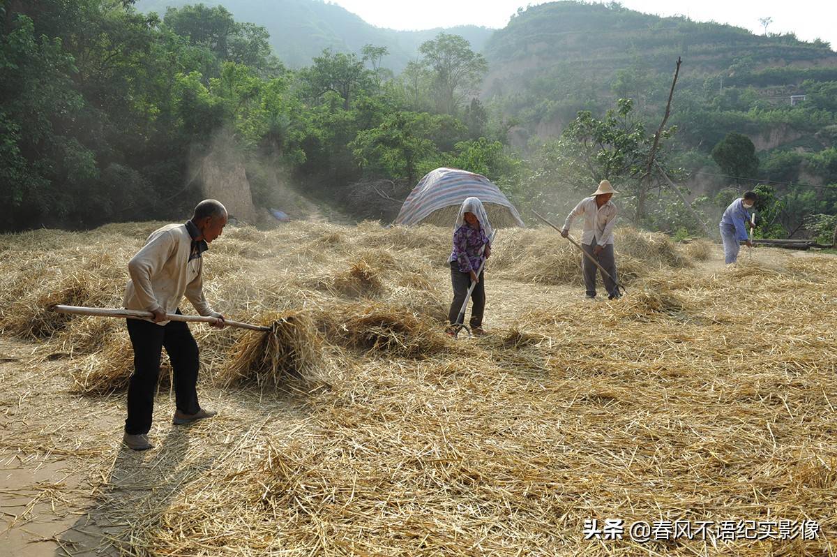 麦子熟了,9张照片让你知道当年碾麦场上的情景,重温农耕记忆