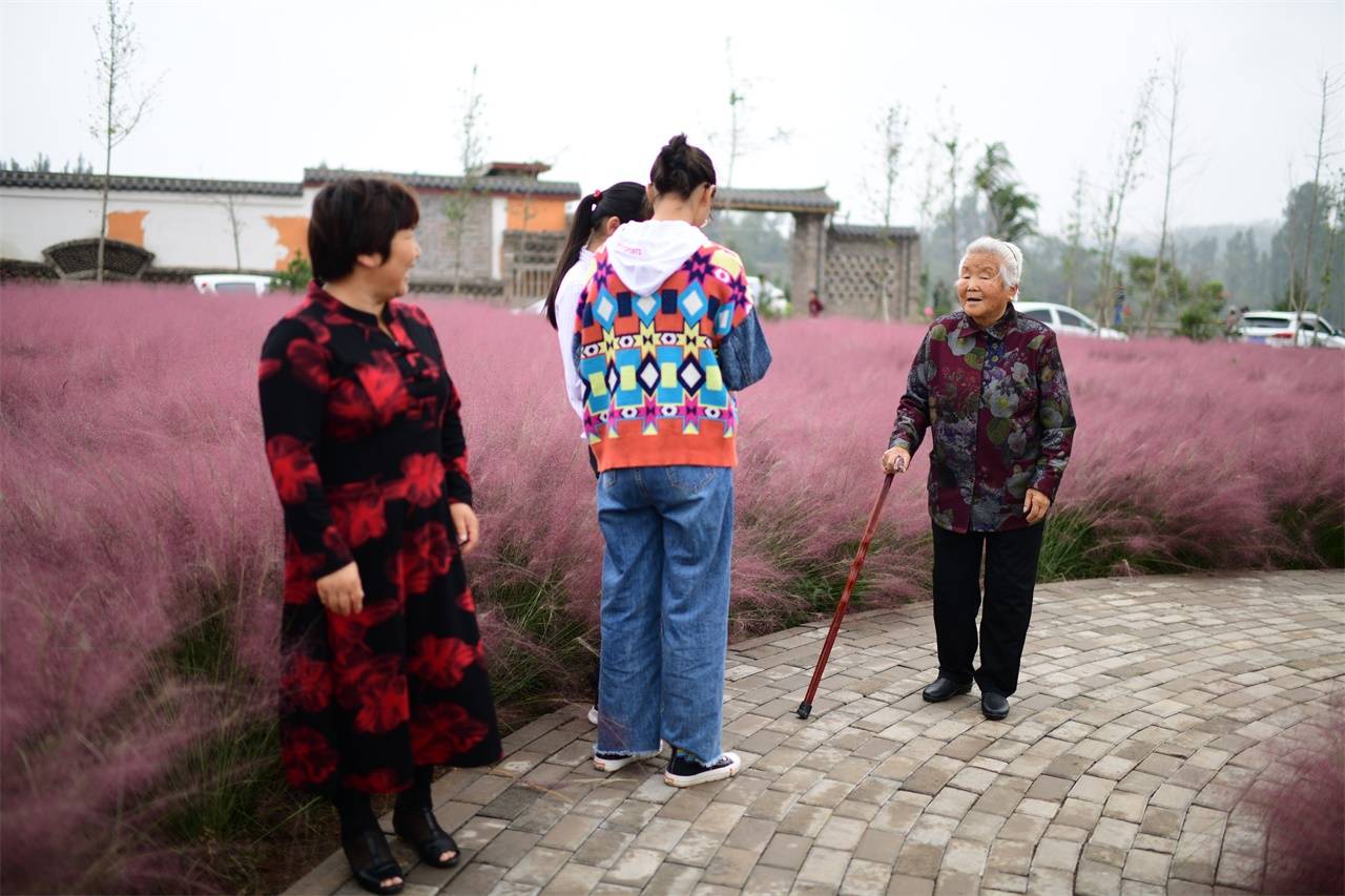 河南一村庄现大片网红粉黛草,不但年轻人喜欢,连老年人也来拍照