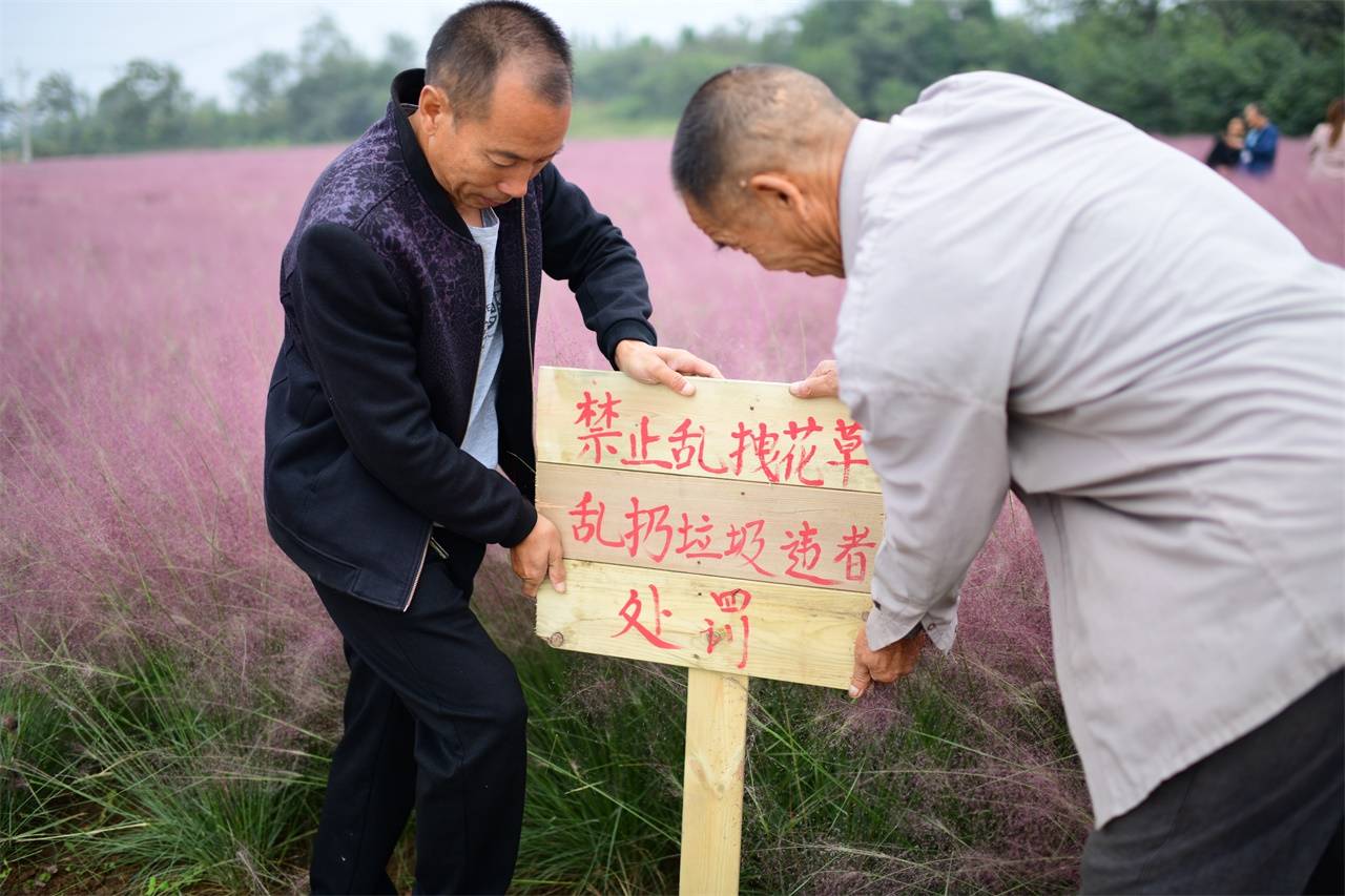 河南一村庄现大片网红粉黛草,不但年轻人喜欢,连老年人也来拍照