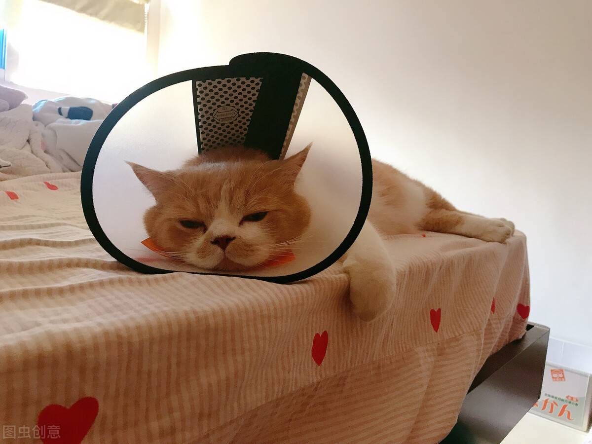 猫咪多久驱虫?有哪些驱虫药推荐?