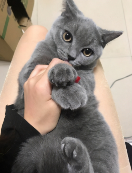 英短猫为什么这么粘人,其实它想告诉你这几件事