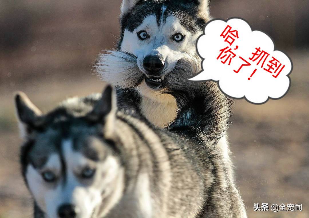 10张照片告诉你,为什么哈士奇又叫“二哈”