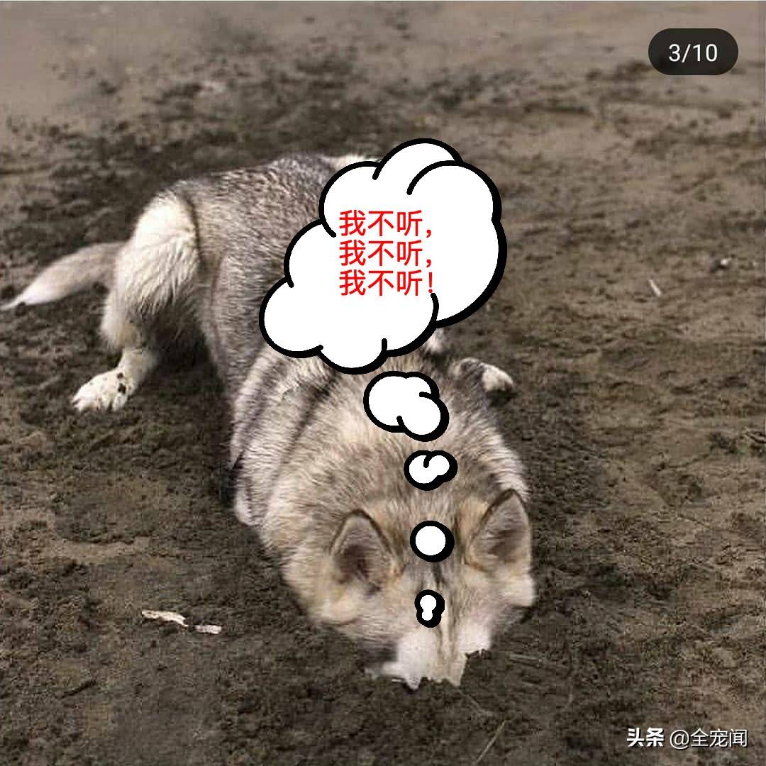 10张照片告诉你,为什么哈士奇又叫“二哈”