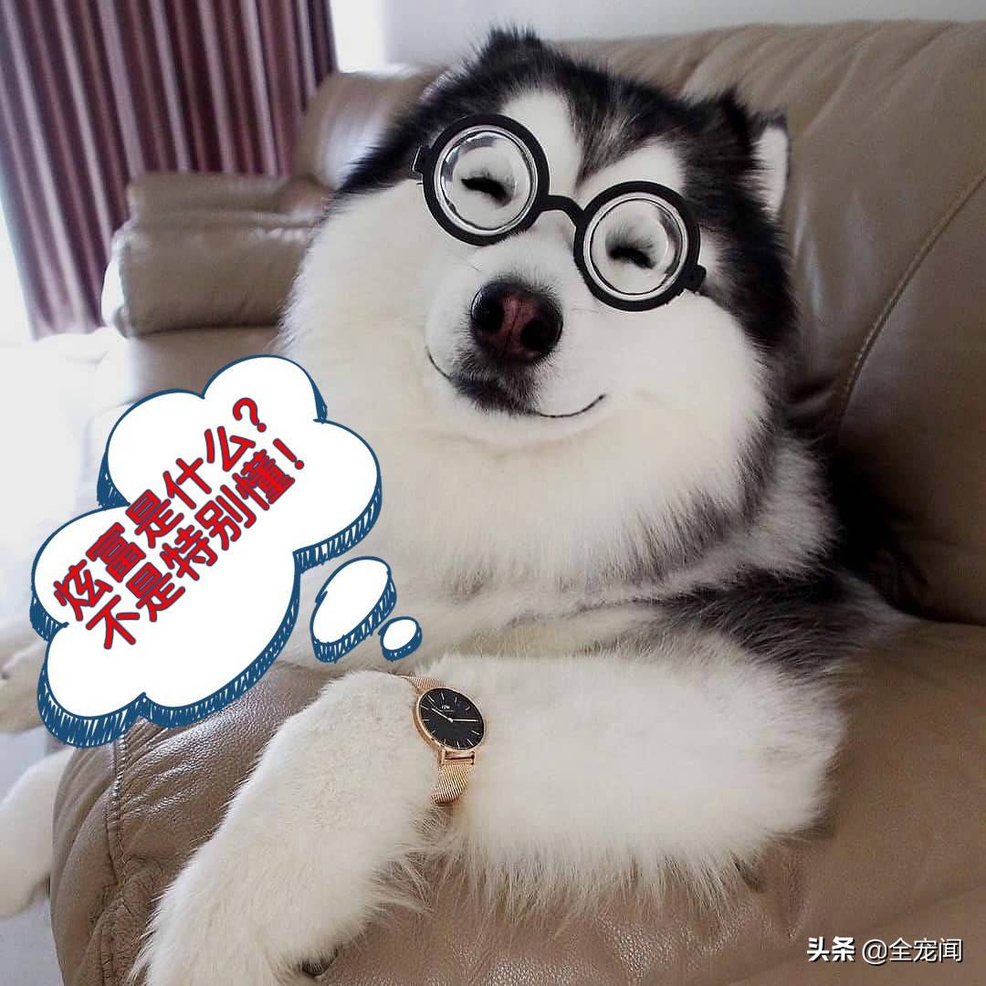 10张照片告诉你,为什么哈士奇又叫“二哈”