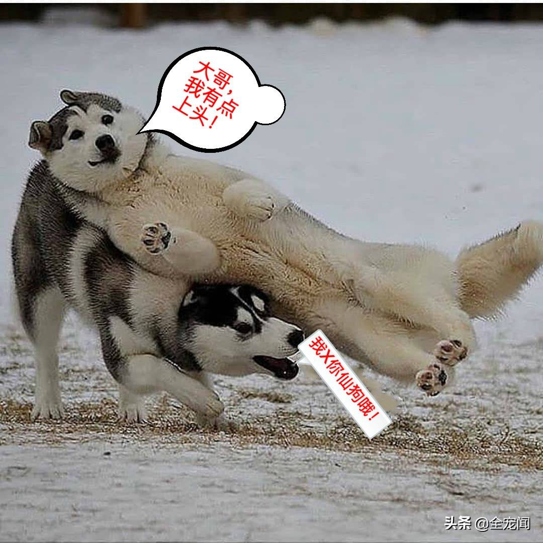 10张照片告诉你,为什么哈士奇又叫“二哈”