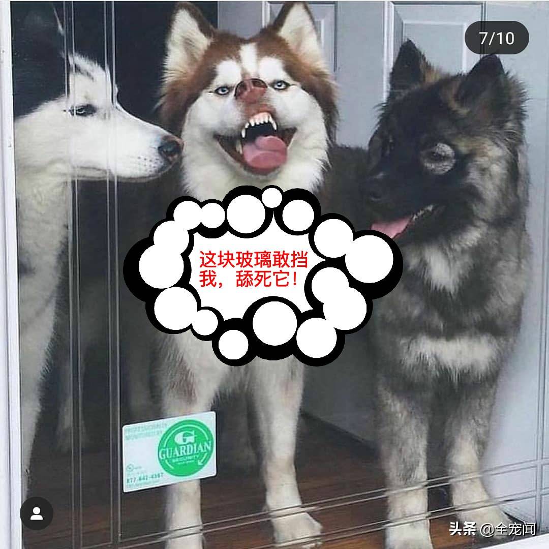 10张照片告诉你,为什么哈士奇又叫“二哈”