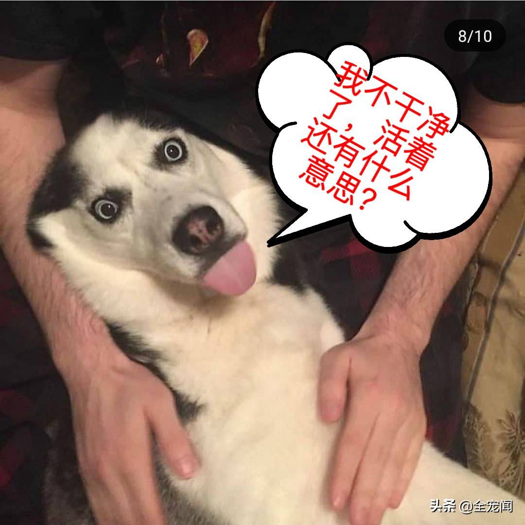10张照片告诉你,为什么哈士奇又叫“二哈”