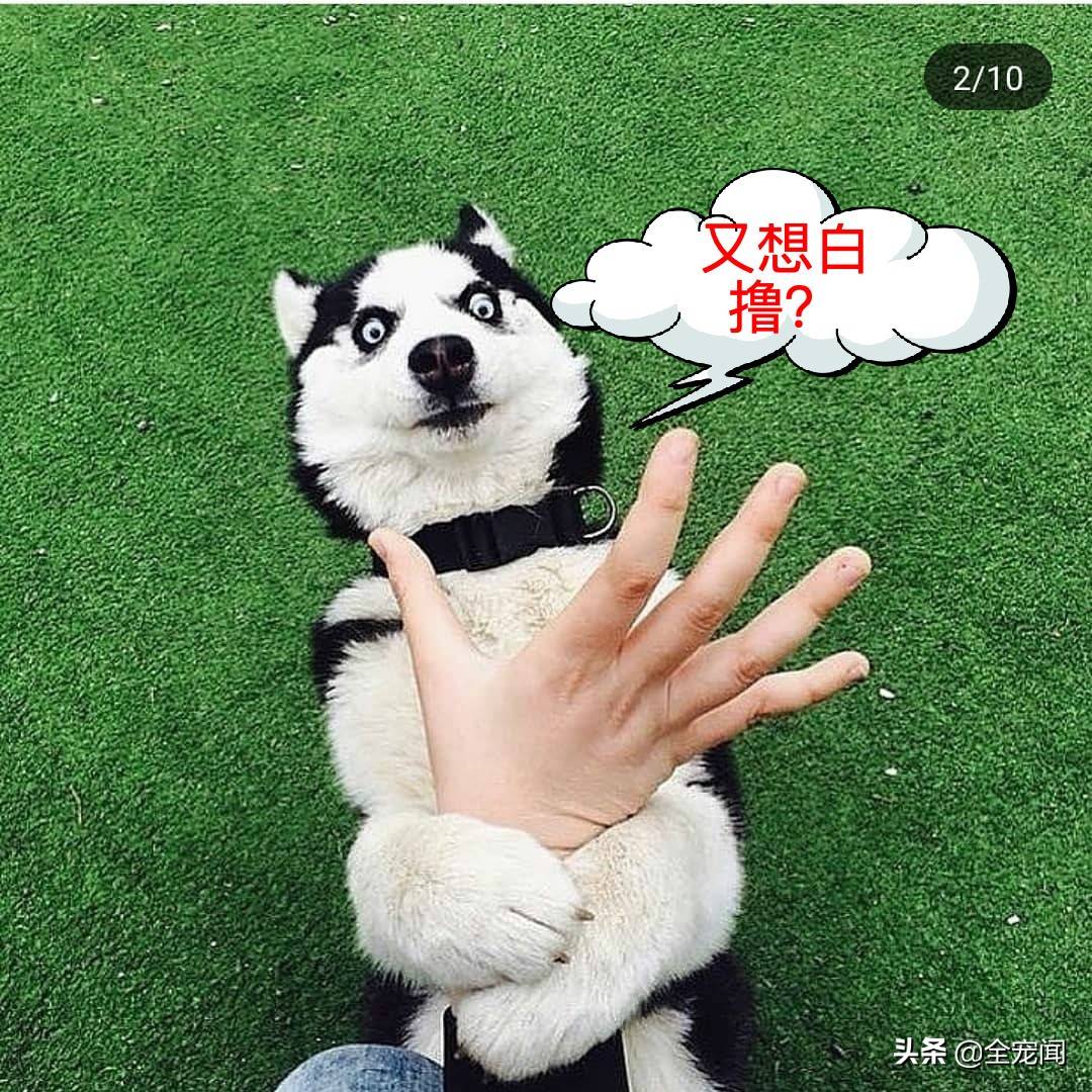 10张照片告诉你,为什么哈士奇又叫“二哈”