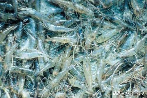 泰安东平县8大推荐美食,这些地方美食值得你的品尝