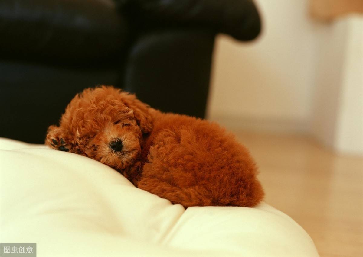 12张图认识泰迪犬,花费少易饲养,新手养狗推荐它