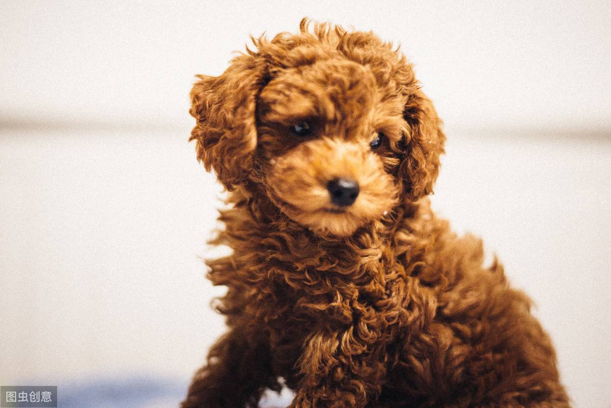 12张图认识泰迪犬,花费少易饲养,新手养狗推荐它
