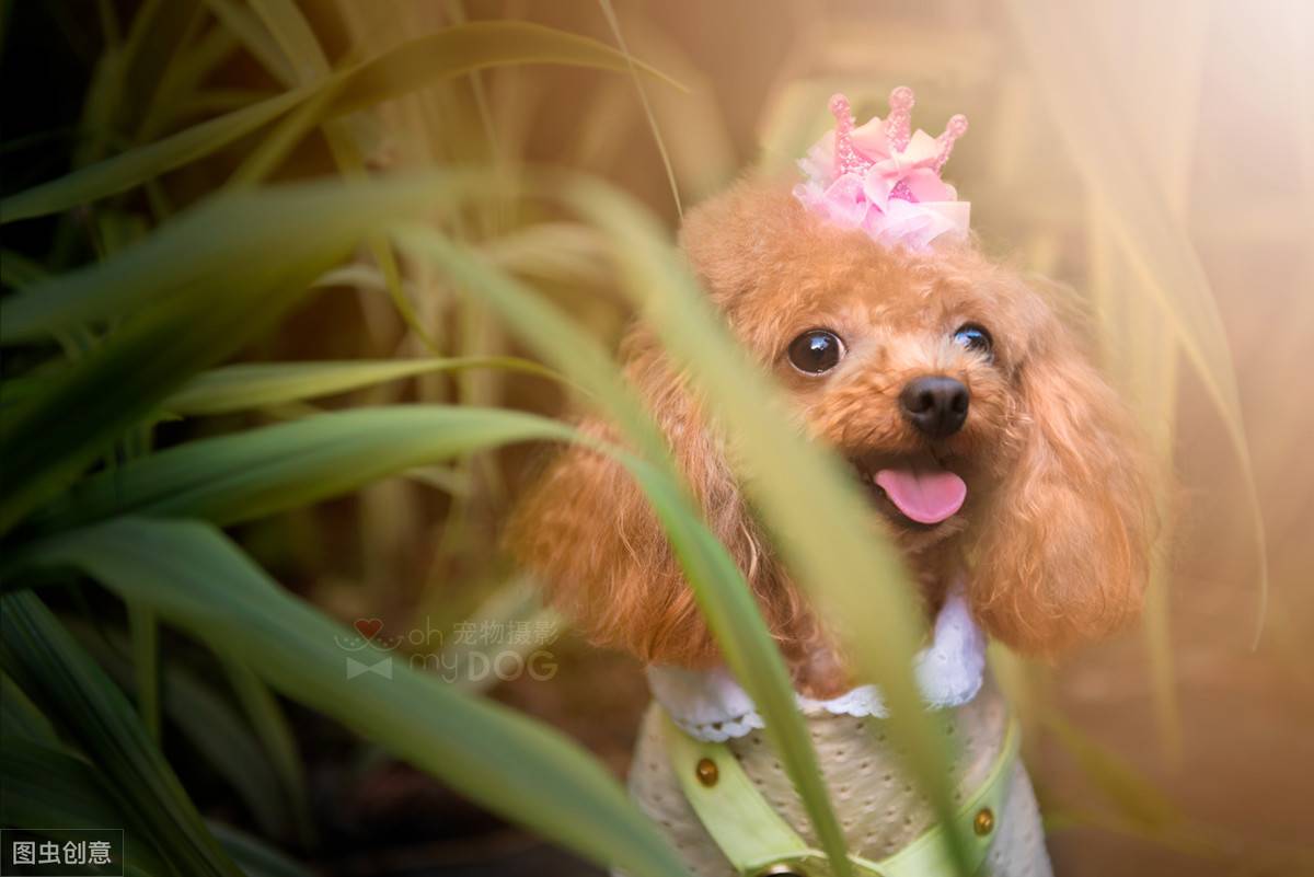 12张图认识泰迪犬,花费少易饲养,新手养狗推荐它