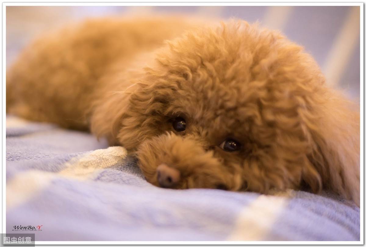 12张图认识泰迪犬,花费少易饲养,新手养狗推荐它
