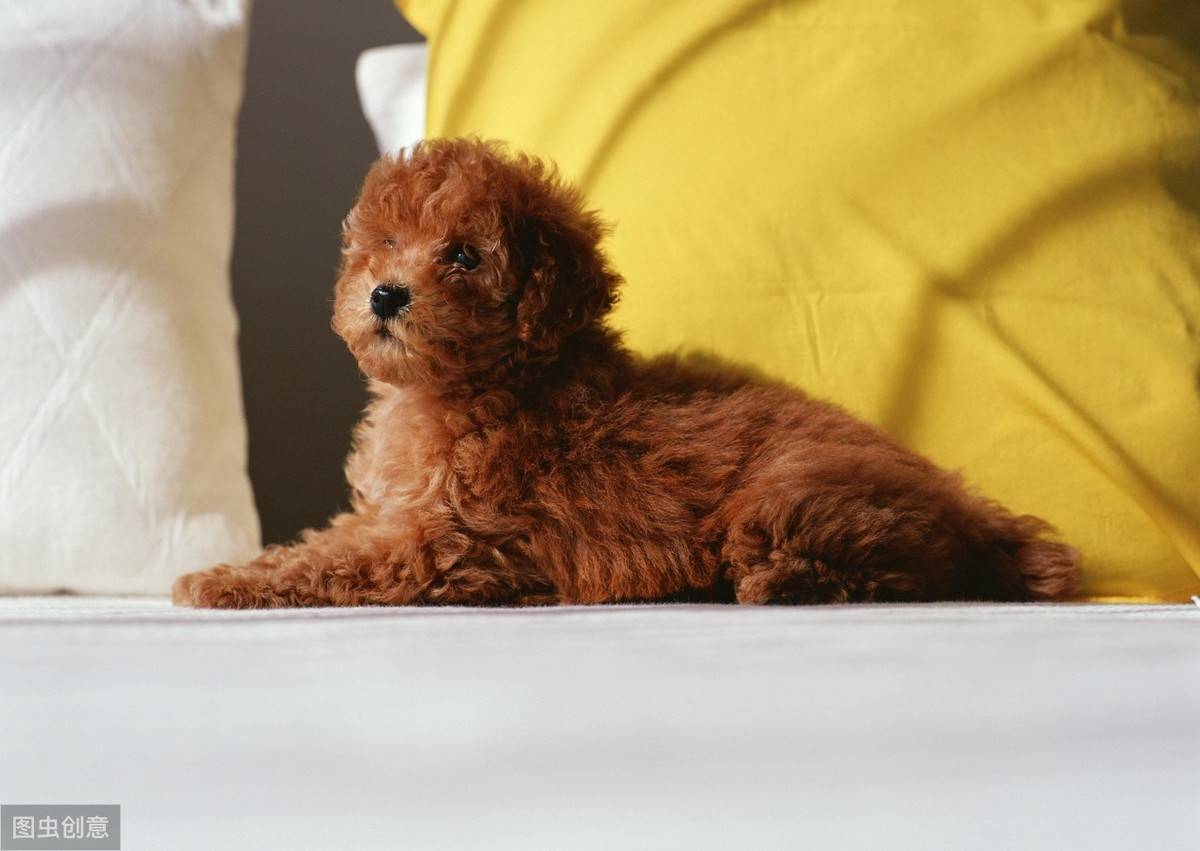 12张图认识泰迪犬,花费少易饲养,新手养狗推荐它