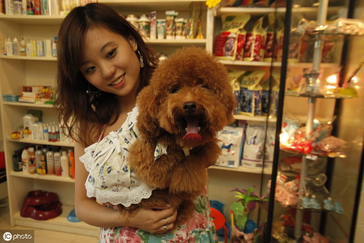 12张图认识泰迪犬,花费少易饲养,新手养狗推荐它
