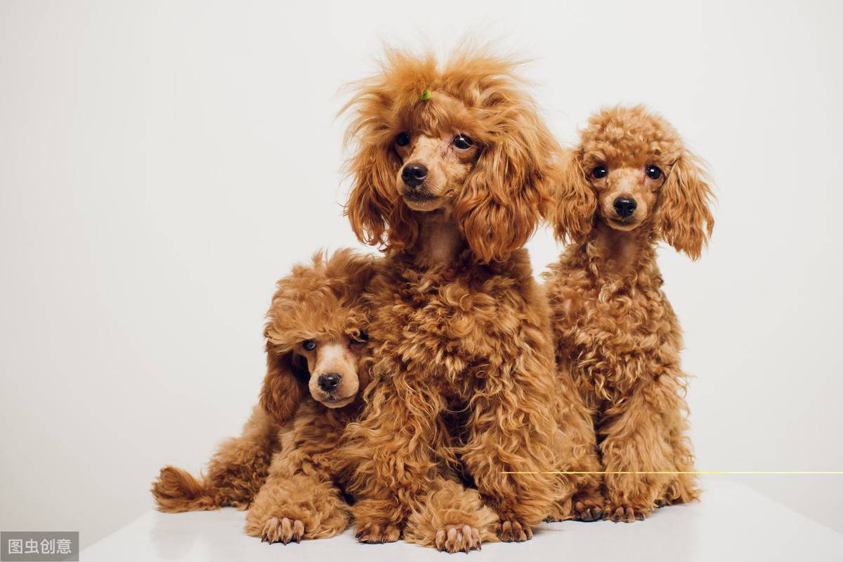12张图认识泰迪犬,花费少易饲养,新手养狗推荐它