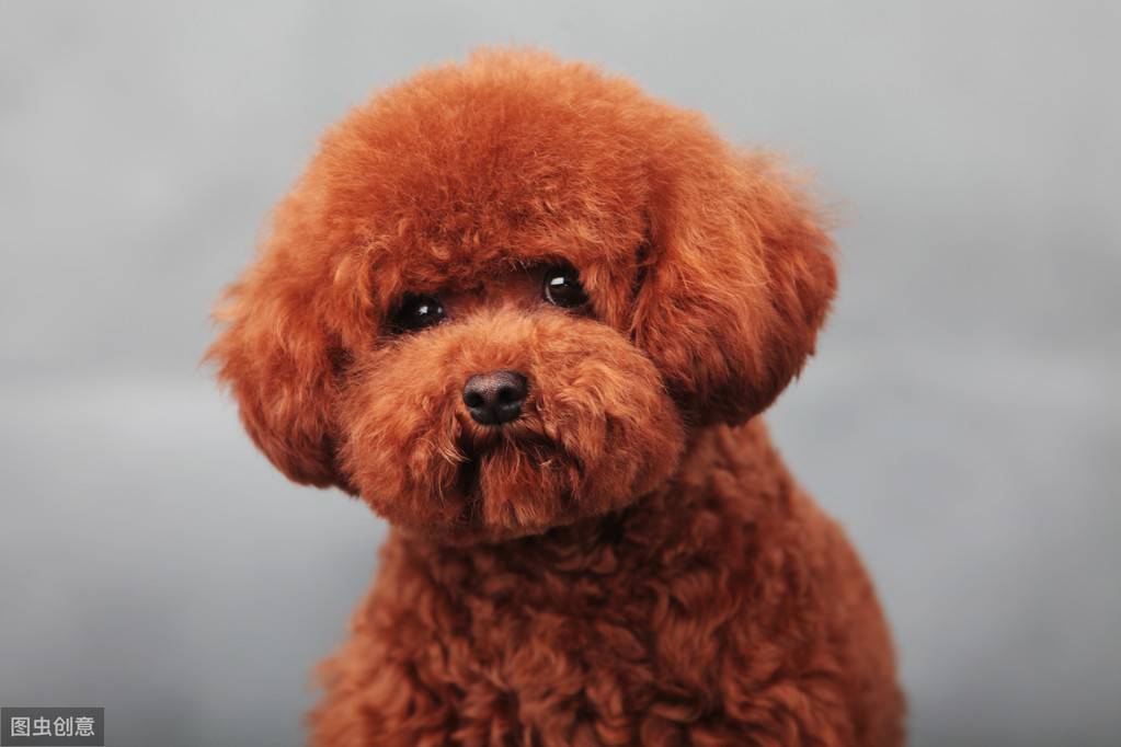12张图认识泰迪犬,花费少易饲养,新手养狗推荐它