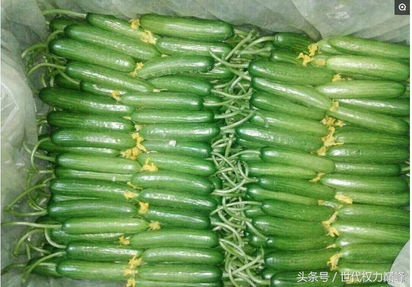 山东寿光市,人口百万,中国蔬菜之都,供应北京三分之一的蔬菜