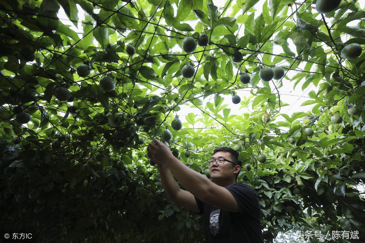 百香果不仅南方11省在种,山东江苏等都种出来了,还有泰国和南美