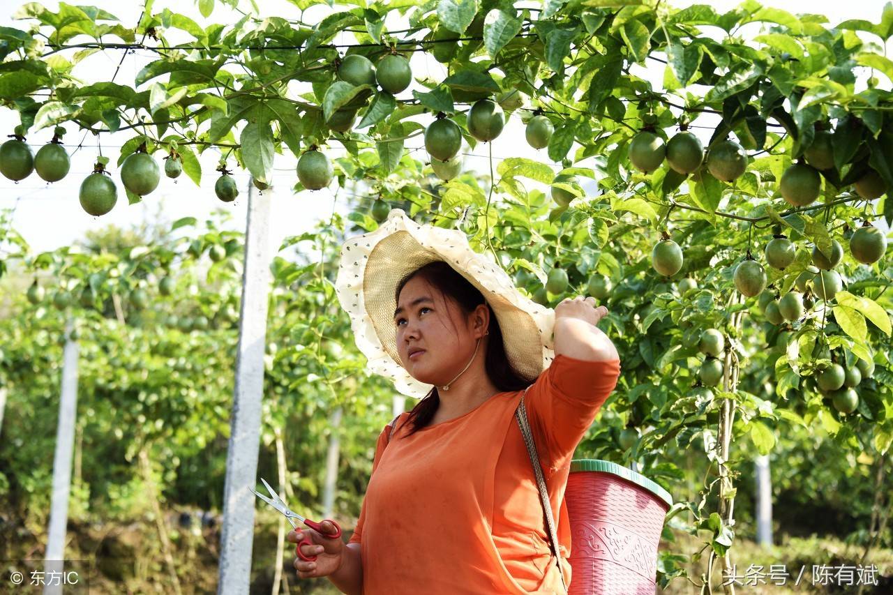 百香果不仅南方11省在种,山东江苏等都种出来了,还有泰国和南美