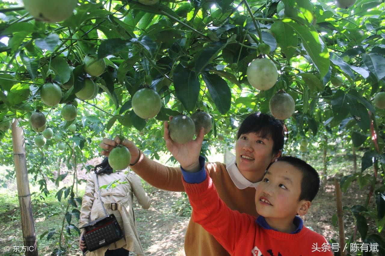 百香果不仅南方11省在种,山东江苏等都种出来了,还有泰国和南美