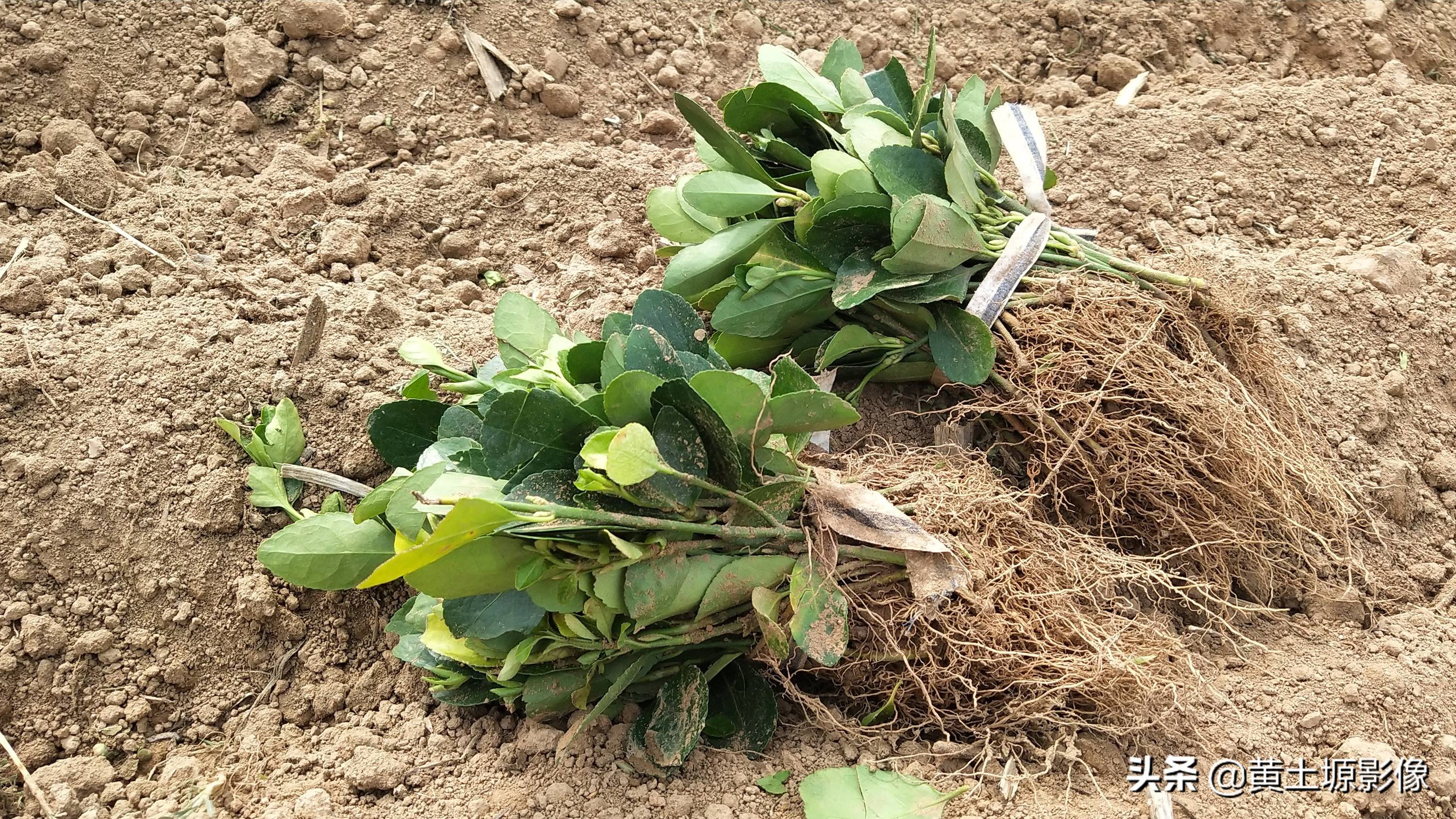 一株幼苗1毛3,三亩地里栽植50000株,看2年后一株能卖多少钱