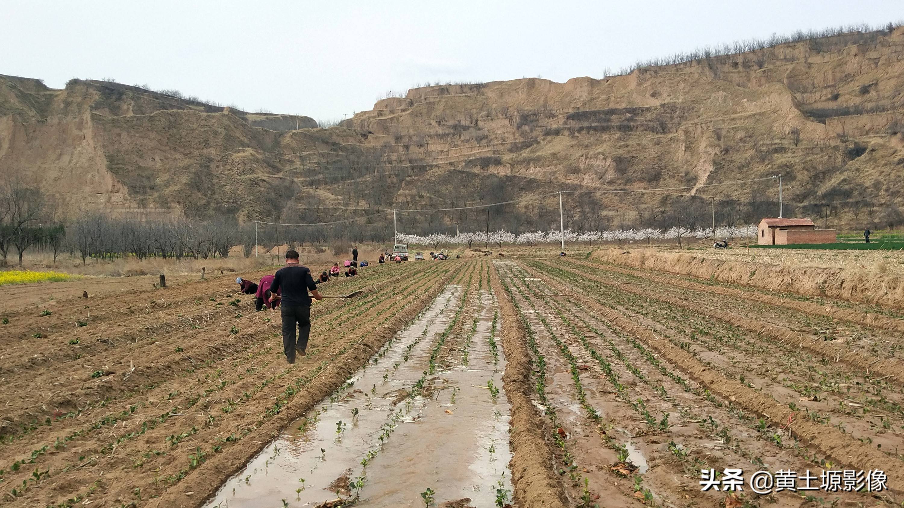 一株幼苗1毛3,三亩地里栽植50000株,看2年后一株能卖多少钱