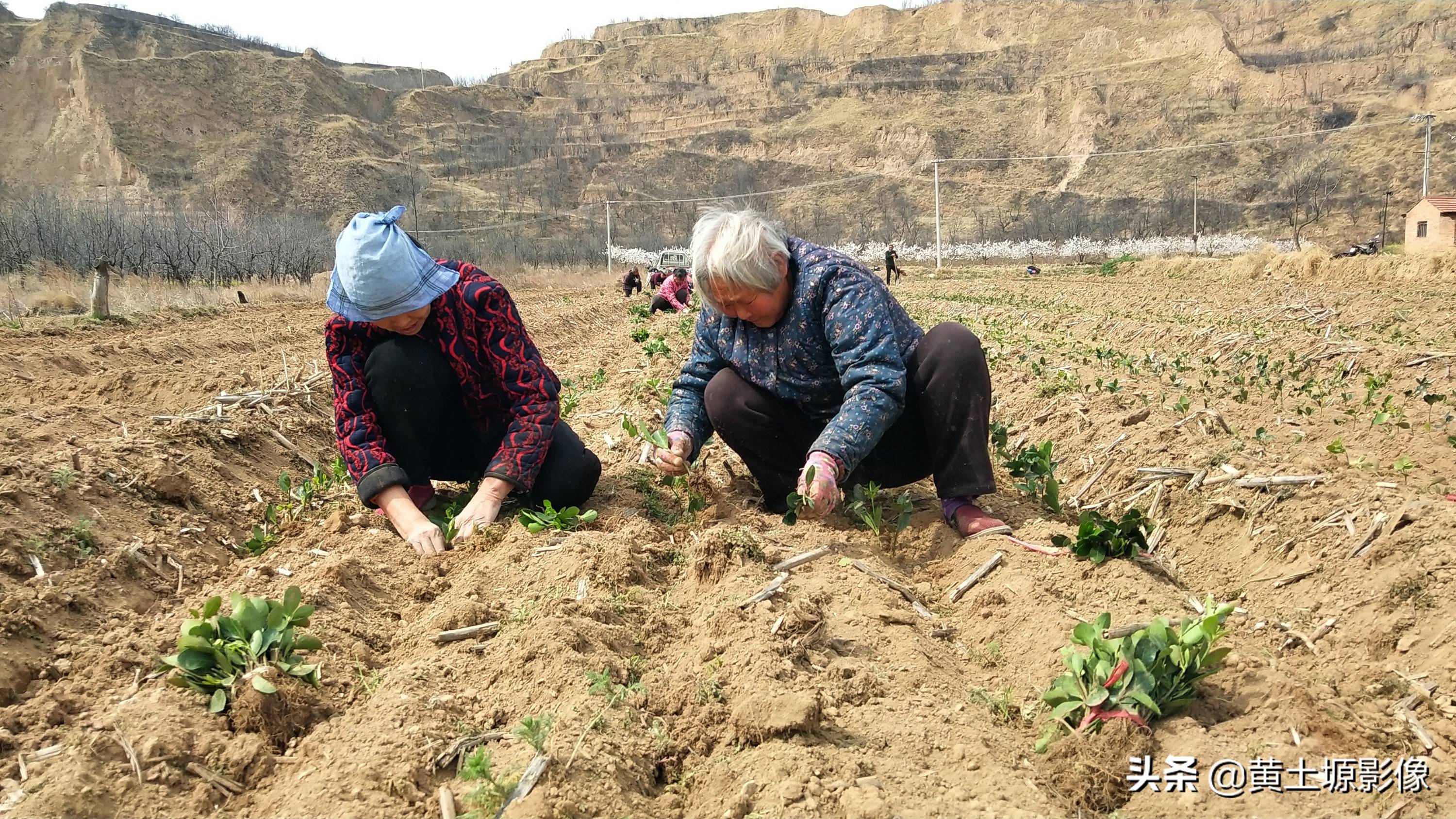 一株幼苗1毛3,三亩地里栽植50000株,看2年后一株能卖多少钱