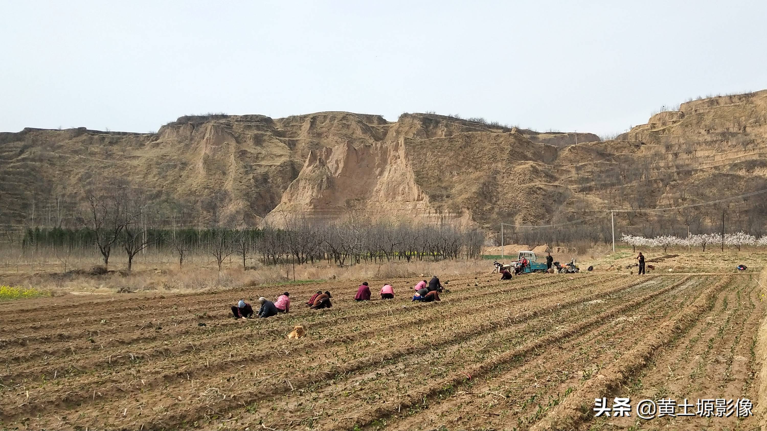 一株幼苗1毛3,三亩地里栽植50000株,看2年后一株能卖多少钱