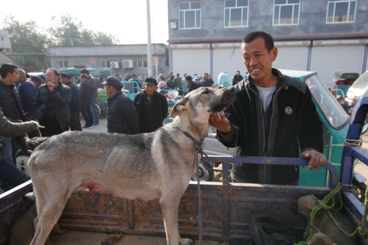 农村集市上围着人,大哥售卖自家的小狼青犬200元,它们要分别了
