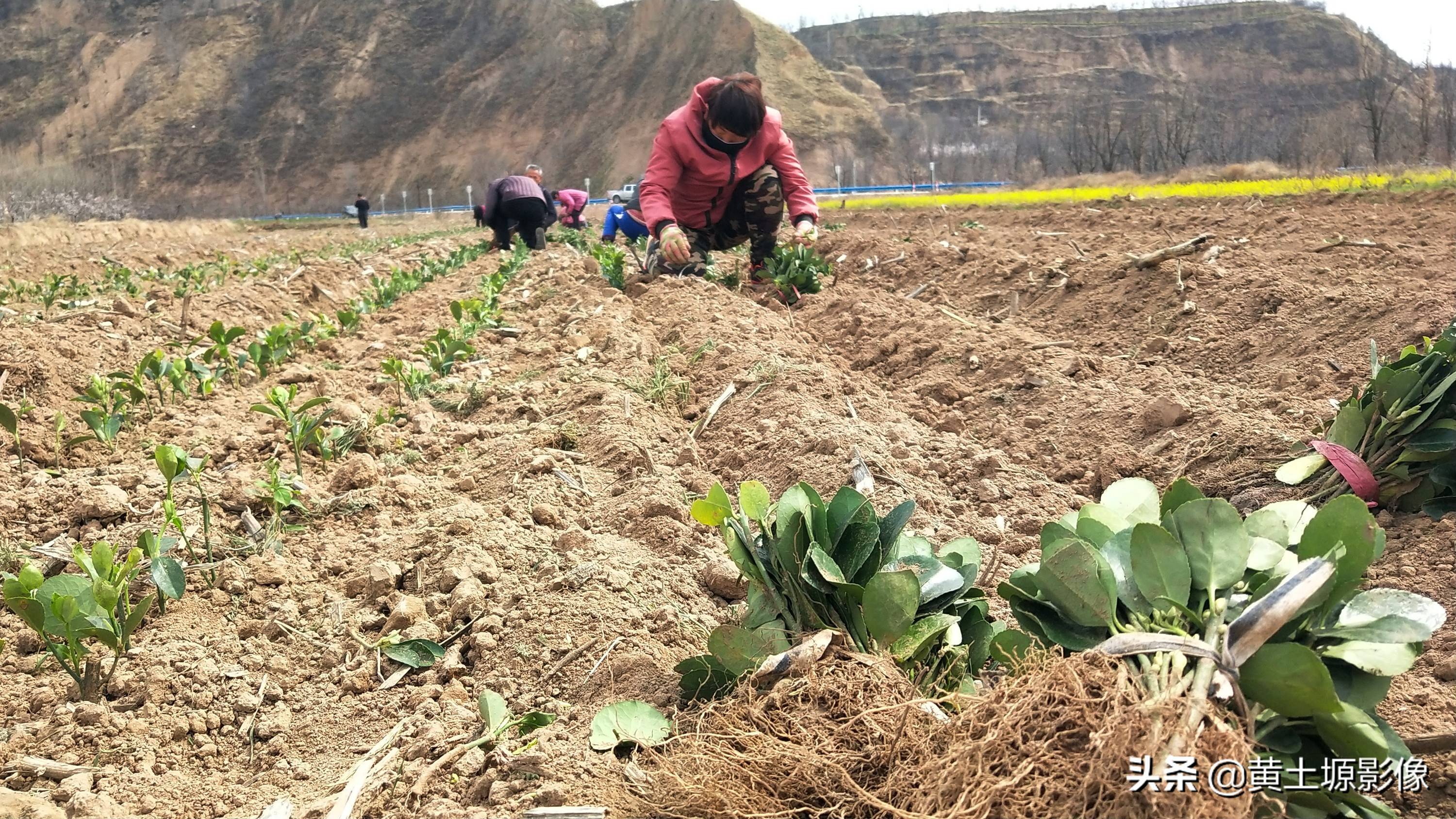 一株幼苗1毛3,三亩地里栽植50000株,看2年后一株能卖多少钱
