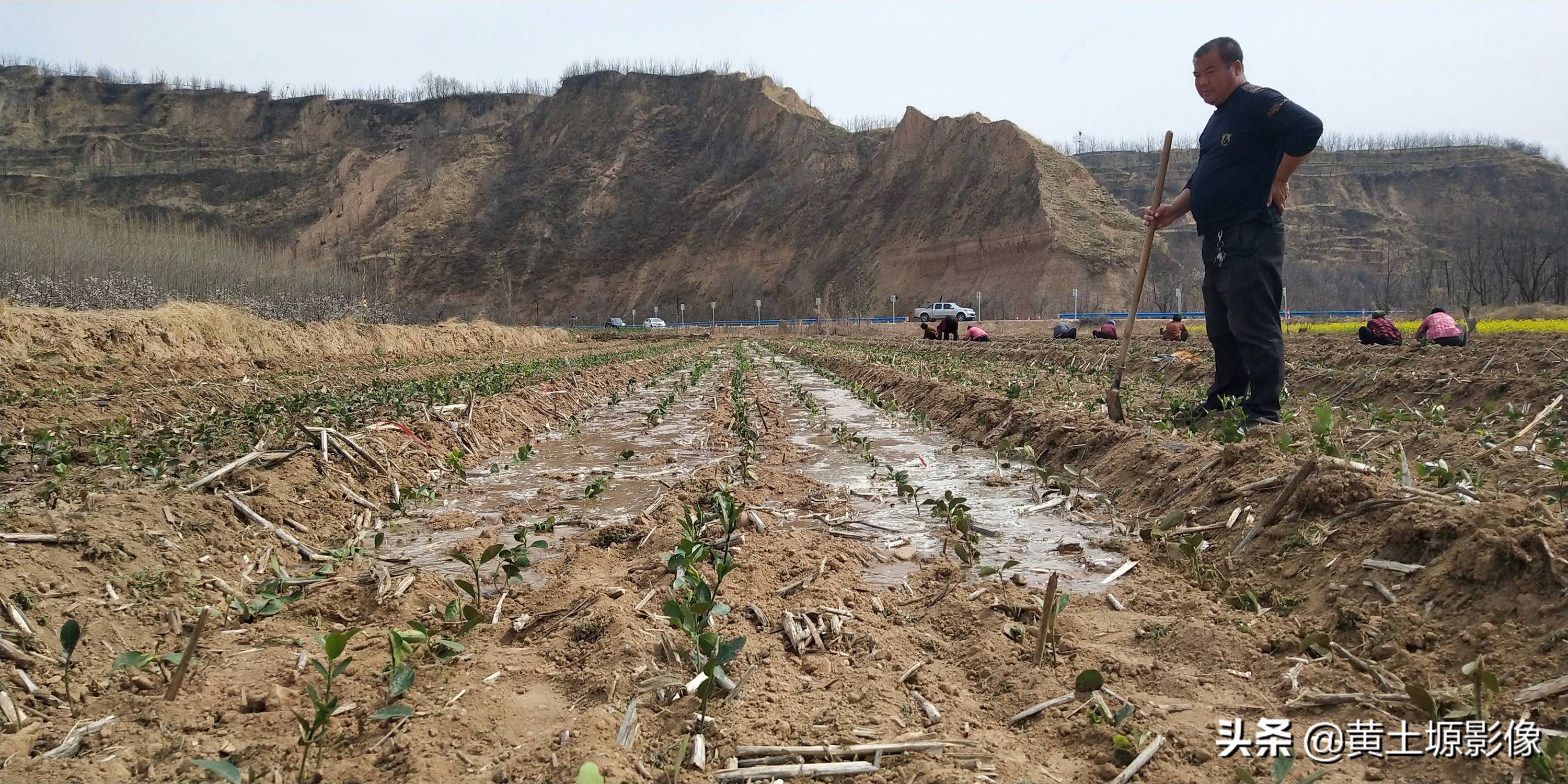 一株幼苗1毛3,三亩地里栽植50000株,看2年后一株能卖多少钱