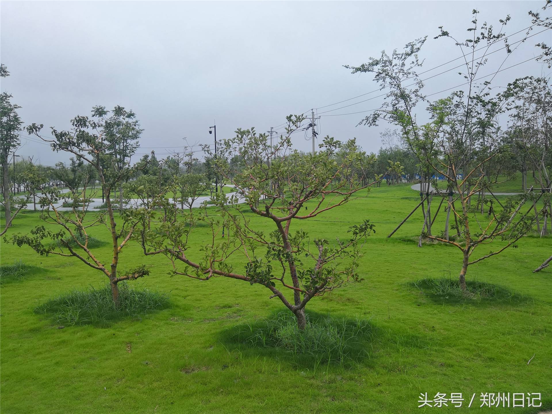 在郑州难得周末,想找个免费又安静的地方?这里是一个不错的选择