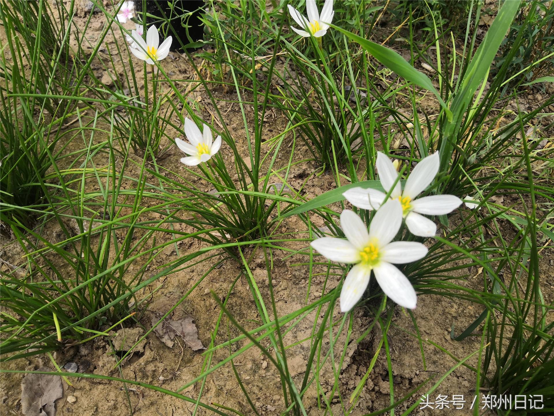 在郑州难得周末,想找个免费又安静的地方?这里是一个不错的选择