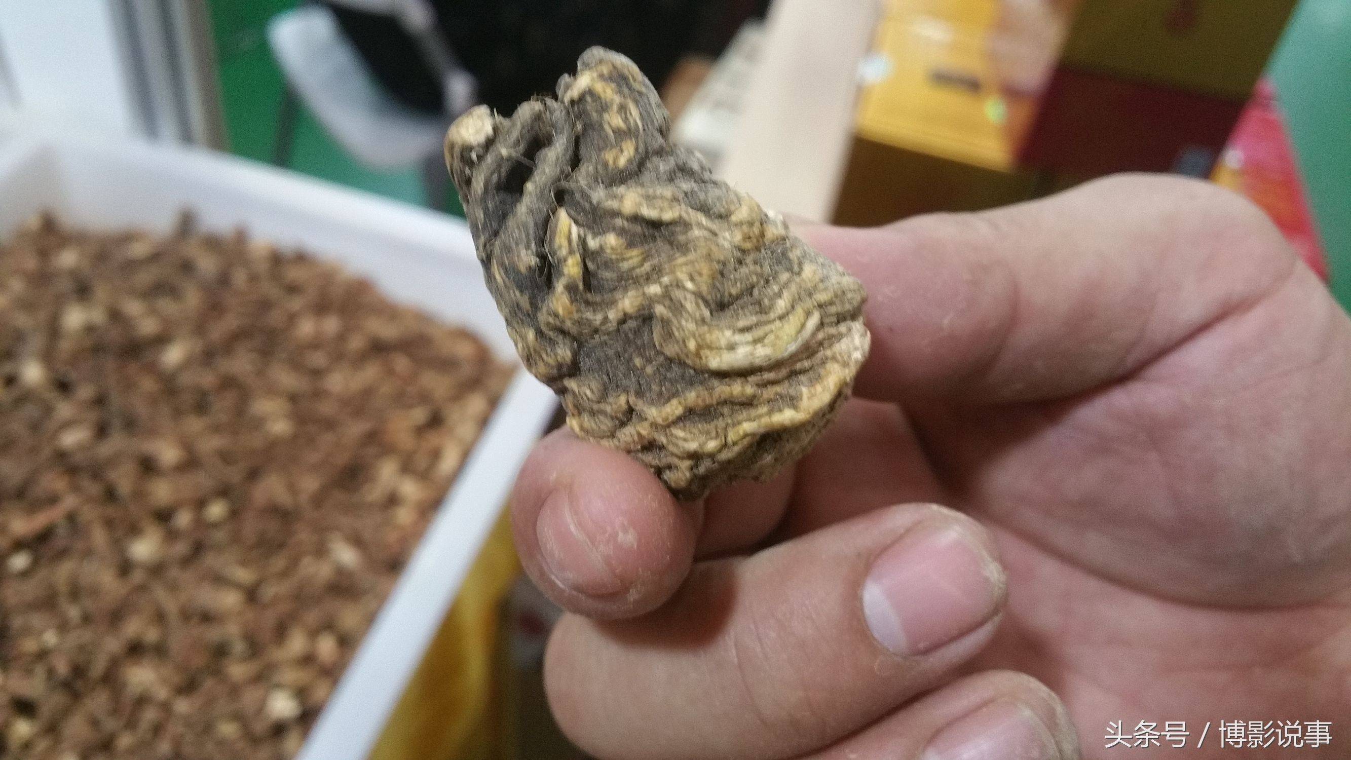 展会上的玛咖,年轻人喜欢买,国内产的一斤100,进口的200