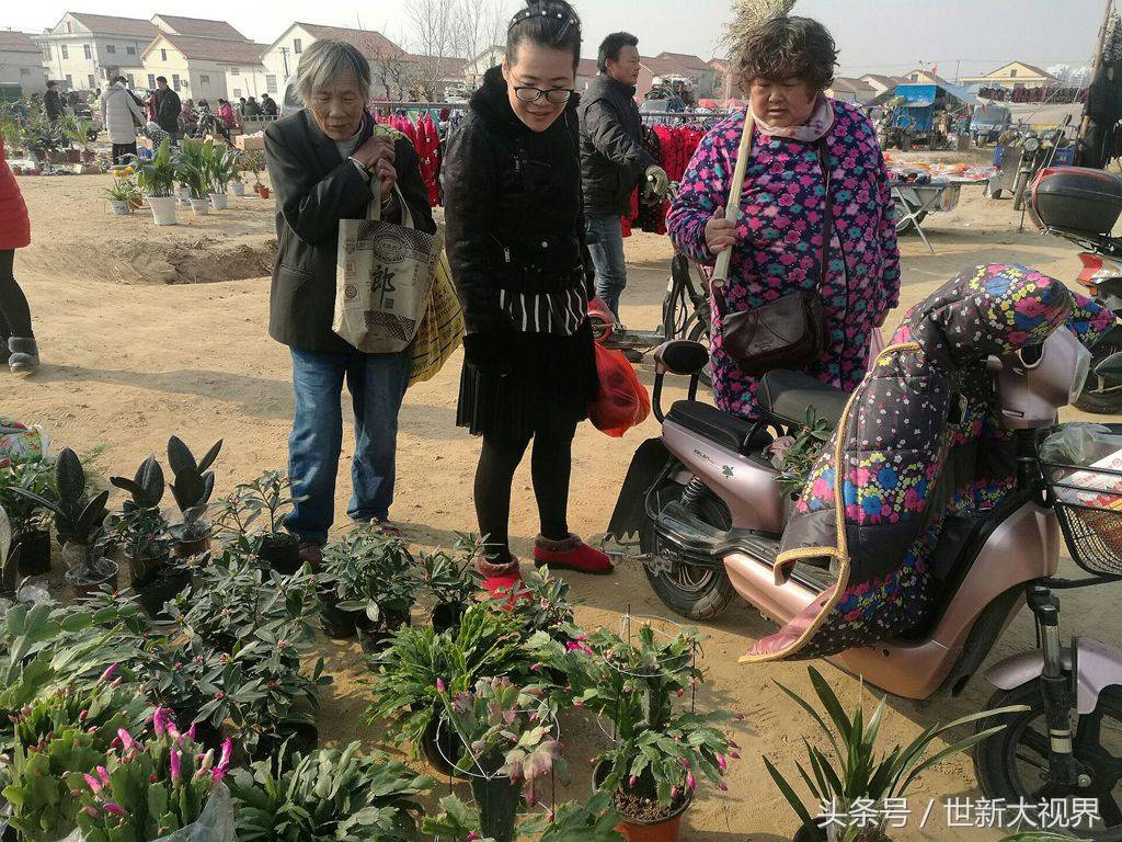 这两盆海棠简直美爆了 摊主说,小本小利,二十二元,不还价
