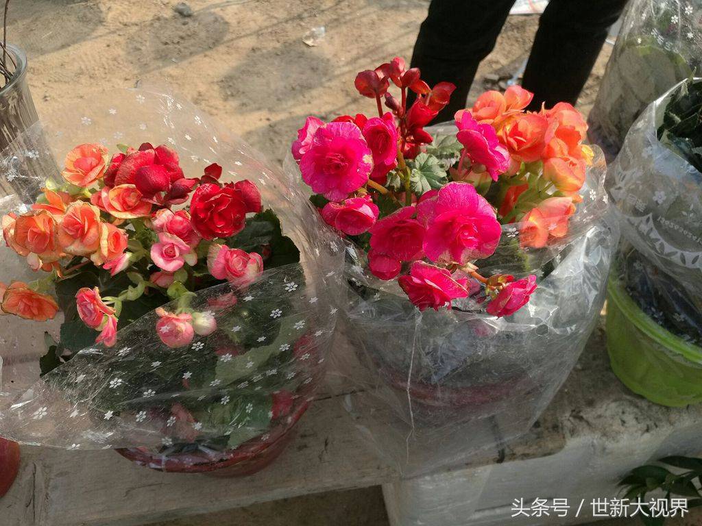 这两盆海棠简直美爆了 摊主说,小本小利,二十二元,不还价