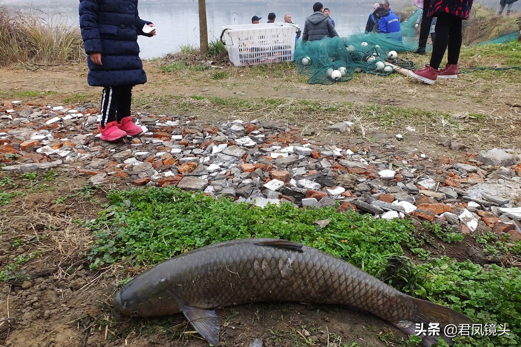湖北宜昌:乡村鱼塘,农民拉网捉鱼,草鱼8元一斤,鲢鱼3元一斤